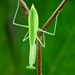 Egyptian Praying Mantis - Photo (c) Luc Viatour, some rights reserved (CC BY-SA)