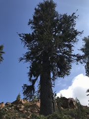 Pinus balfouriana