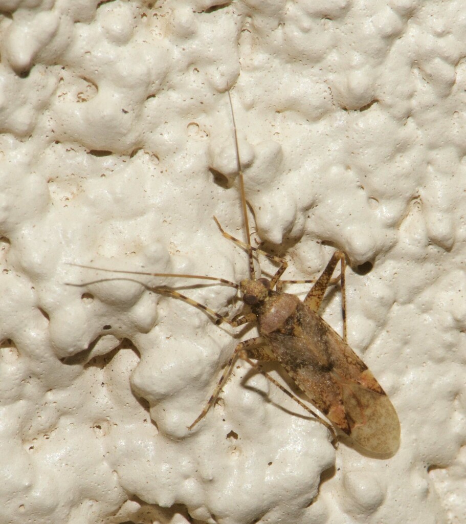 Phytocoris carnosulus