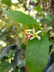 Trachelospermum lucidum