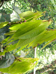Lithocarpus amygdalifolius