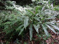 Alpinia nantoensis