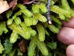 Appendaged Scalewort (Schistochila appendiculata)