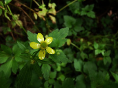 Ranunculus silerifolius