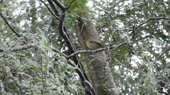 Empidonax flaviventris