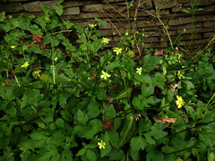 Ranunculus silerifolius