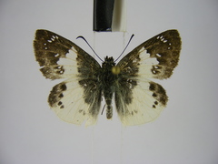 Eagris lucetia