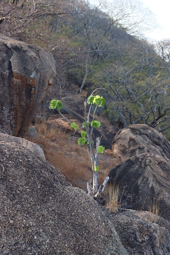 Large-leaved rock fig (Ficus abutilifolia)