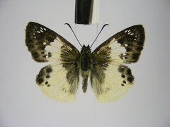 Eagris lucetia