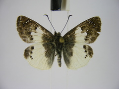 Eagris lucetia