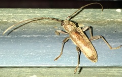 Brothylus gemmulatus