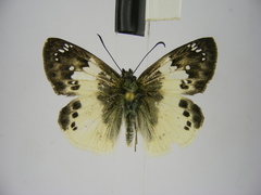 Eagris lucetia