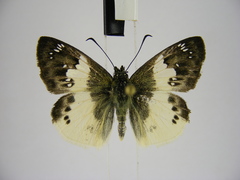Eagris lucetia