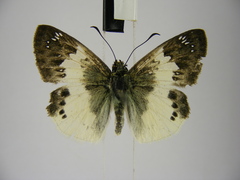 Eagris lucetia