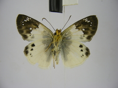 Eagris lucetia