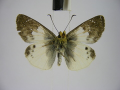Eagris lucetia