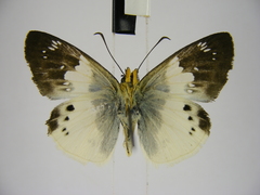 Eagris lucetia