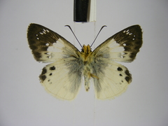 Eagris lucetia