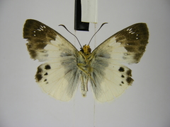 Eagris lucetia