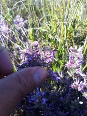 Amphithalea violacea