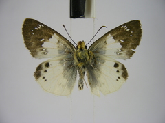 Eagris lucetia