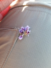 Amphithalea violacea