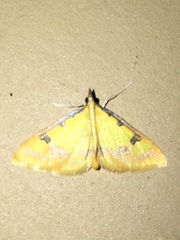 Choristostigma zephyralis