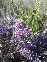 Amphithalea violacea