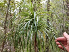 Dracophyllum elegantissimum