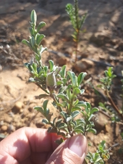 Podalyria microphylla