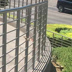 Passer domesticus