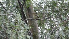 Empidonax flaviventris