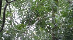 Empidonax flaviventris