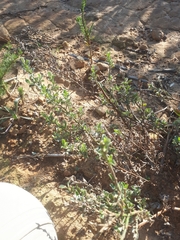 Podalyria microphylla