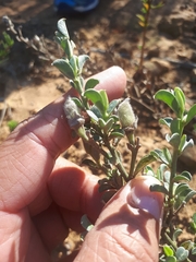 Podalyria microphylla