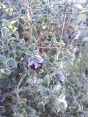 Amphithalea rostrata