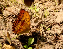 Argynnis sagana