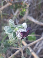 Amphithalea rostrata