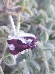 Amphithalea rostrata