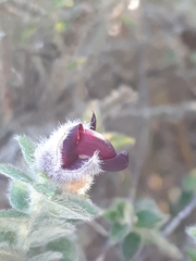 Amphithalea rostrata