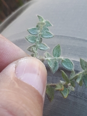 Amphithalea rostrata