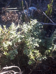 Amphithalea rostrata