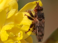 Myopa vicaria