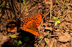 Argynnis sagana