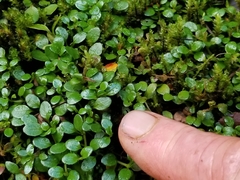 Epilobium nerteroides