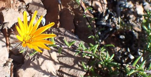 Kleinkaroo Hairdaisy (Gorteria integrifolia)