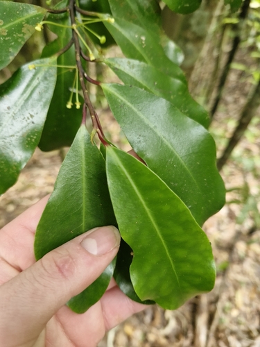 Pseudowintera axillaris (Pseudowintera axillaris)