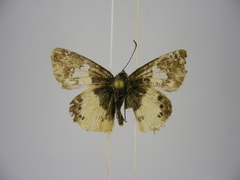 Eagris lucetia