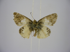 Eagris lucetia
