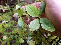 Ascarina lucida lucida